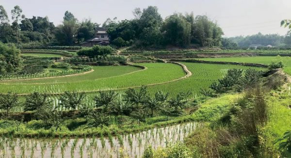 重慶市受污染耕地安全利用示范（九龍坡區(qū)）項目